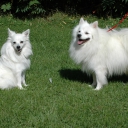 German Spitz Medium